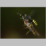 Ectemnius cavifrons oder ruficornis - Grabwespe w08f 11mm beim Nesteintrag - Schwebfliege.jpg